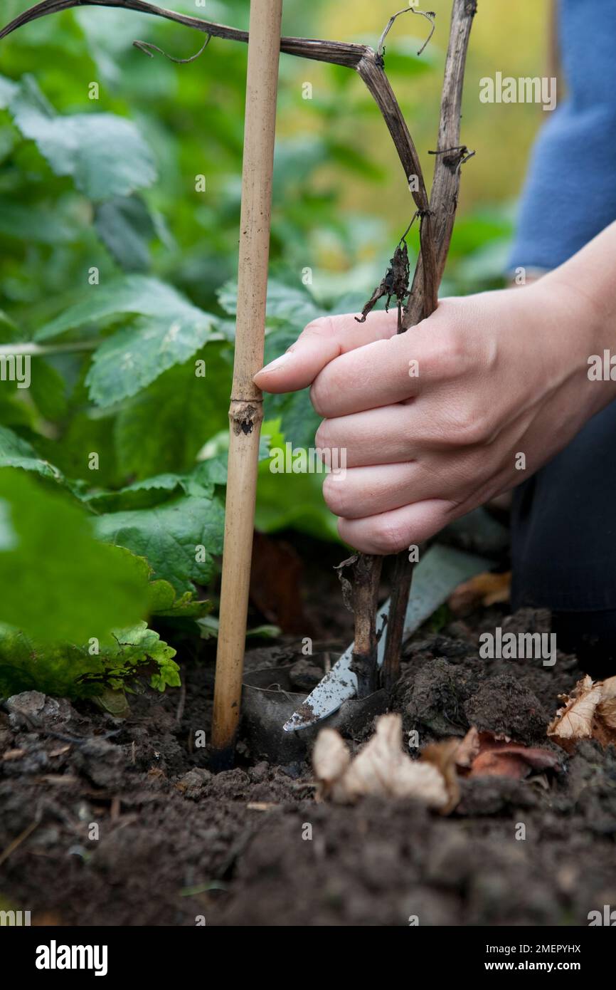 Broad bean, Vicia faba, Jubilee Hysor, seed sowing, cutting back dead stalks Stock Photo