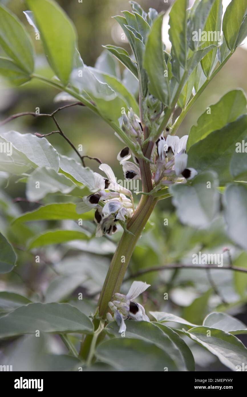 Broad bean, Vicia faba, Jubilee Hysor, mature plants with white flowers Stock Photo