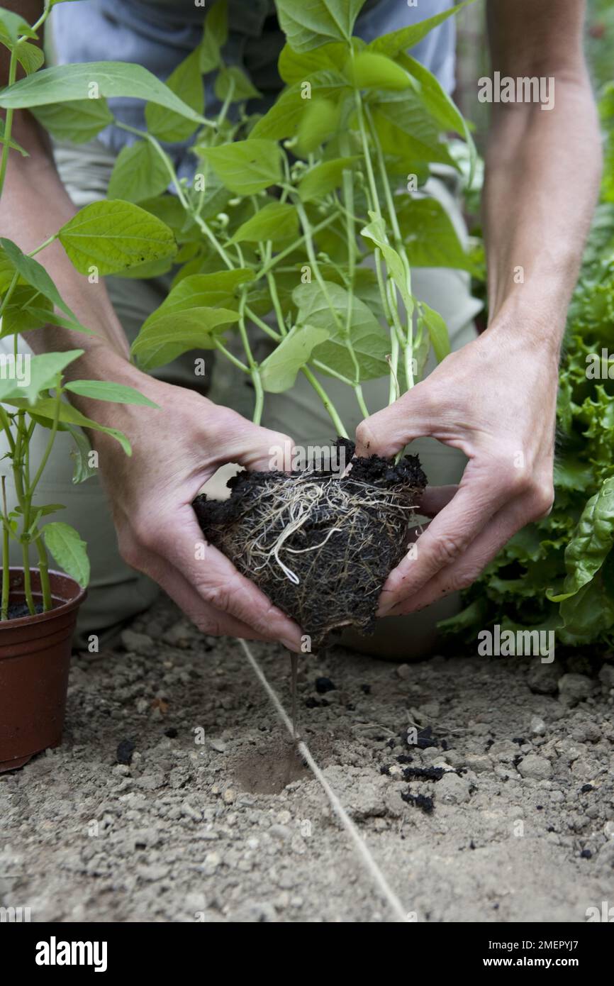 Dwarf French beans, Phaseolus vulgaris, teasing apart young plants grown in a pot ready to plant