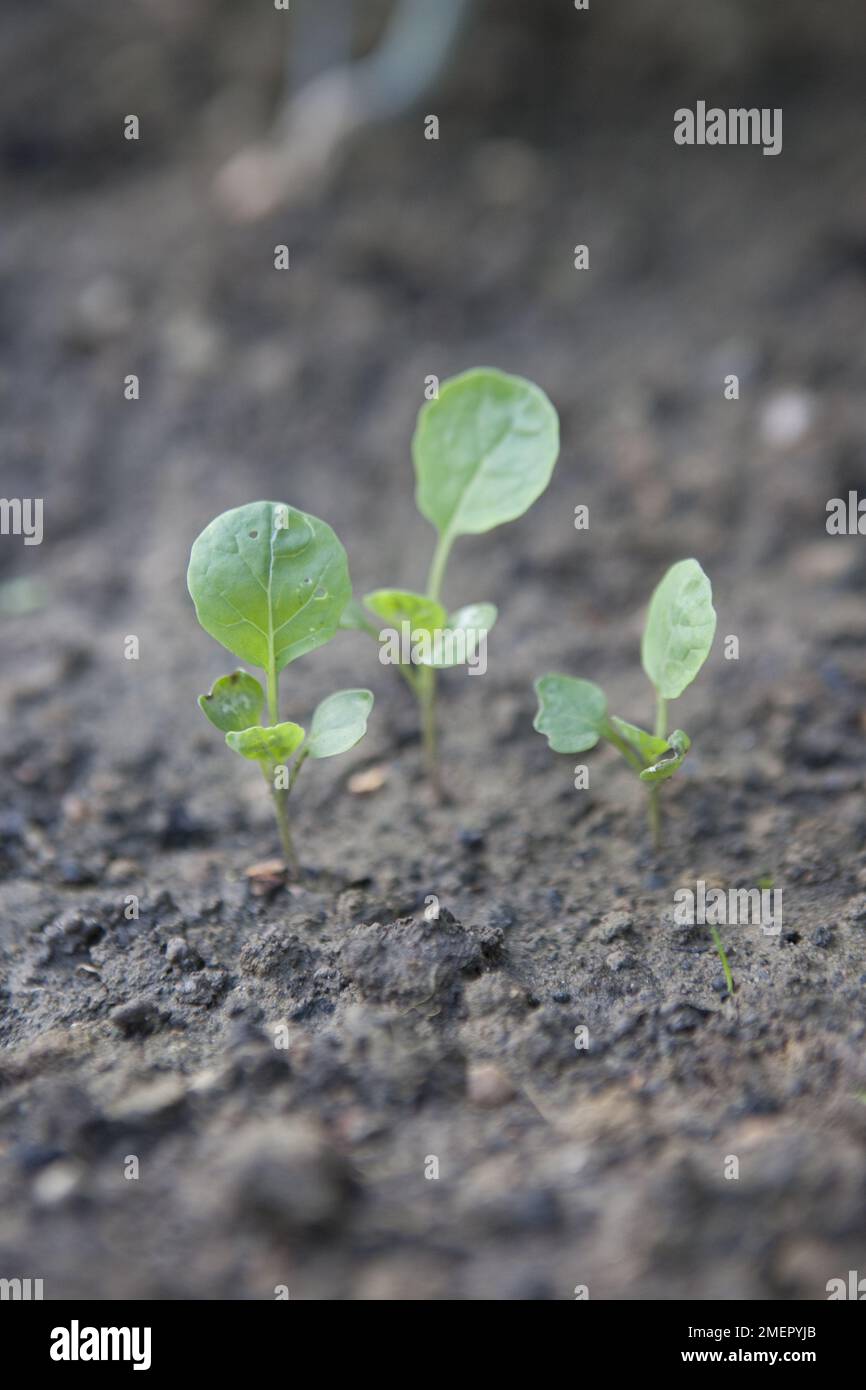 Witte kool 'Wädenswiler‘ (Brassica oleracea) bio zaad