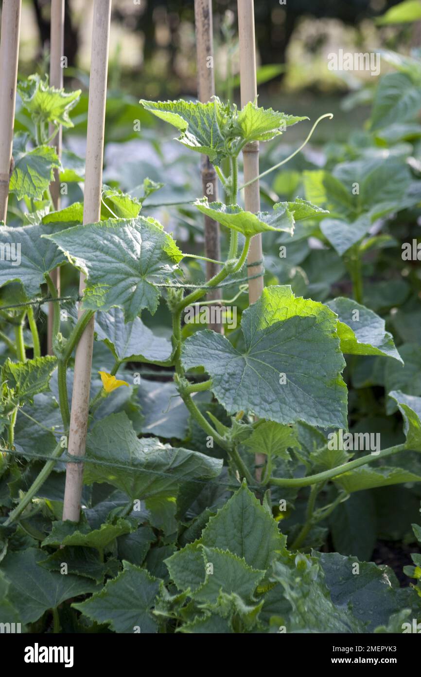 Cucumber, Cucumis sativus, Tiffany, cucurbita, plants growing up bamboo