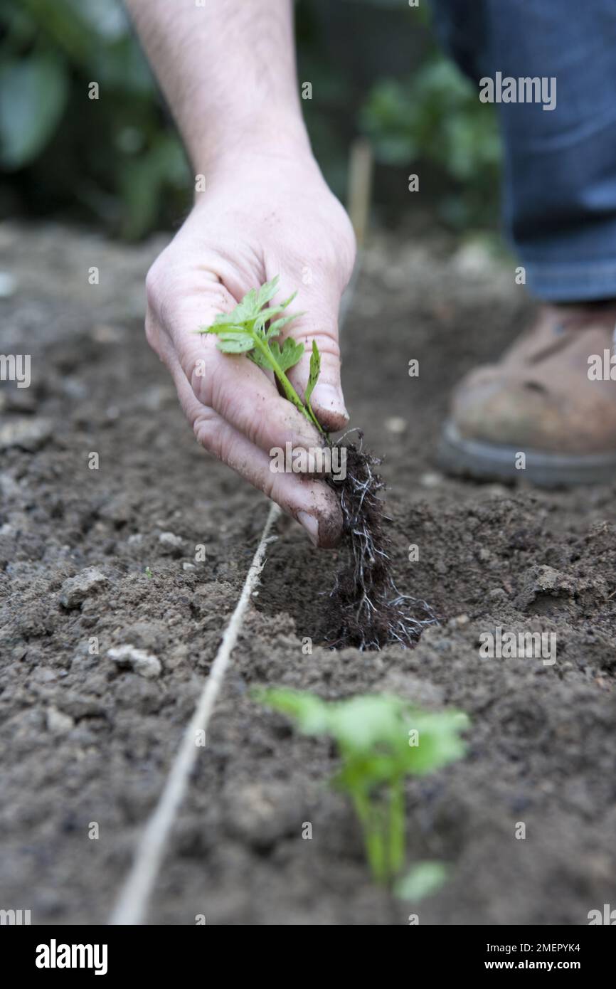Celery, Apium graveolens var. dulce, Martine, stem crop, planting out