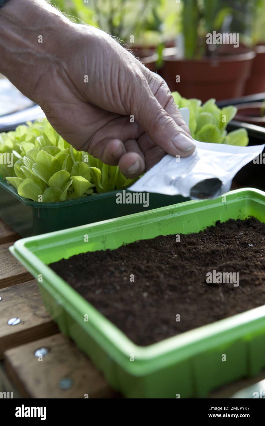 Cut-and-come-again salad leaves, leaf crop, sowing seeds direct from packet to tray of compost Stock Photo