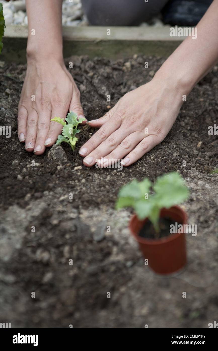 Kale, Starbor, leaf crop, planting out seedling into vegetable bed