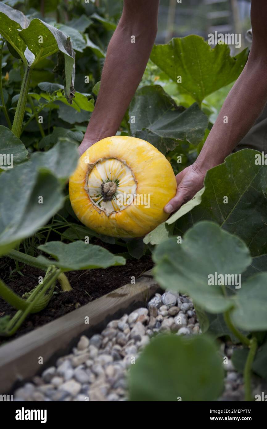Summer squash, Cucurbita pepo, Patty Pans, cucurbit, harvesting a
