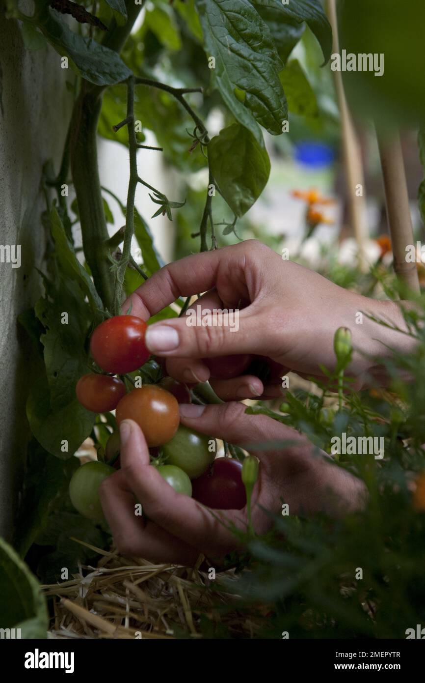 Tomato, Solanum lycopersicum, Gardeners Delight, harvesting fruit from mature plant Stock Photo