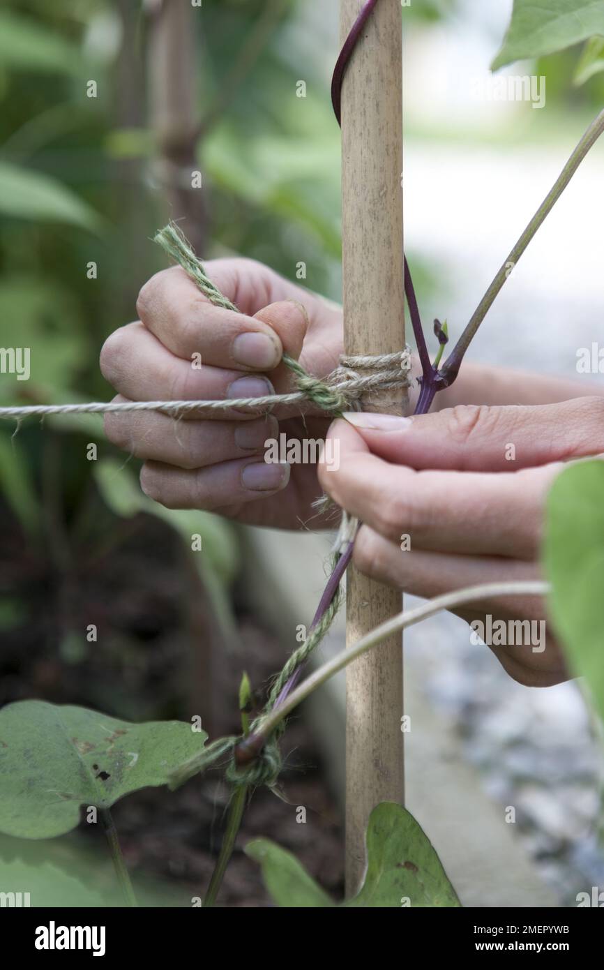 Climbing French Bean, Cobra, tying in plants to bamboo canes for