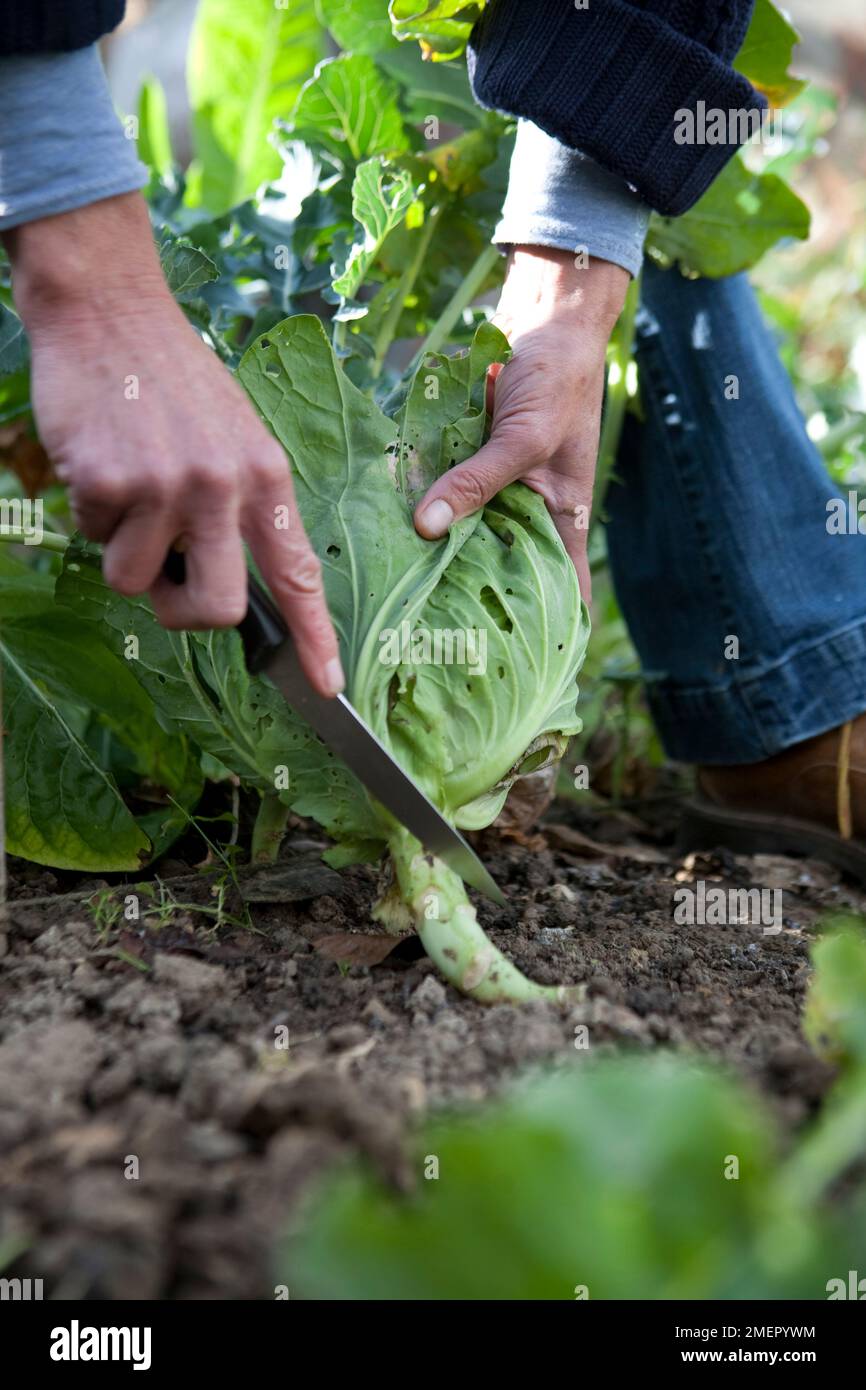 Cabbage, Tarvoy, winter cabbage, savoy cabbage, brassica, harvesting