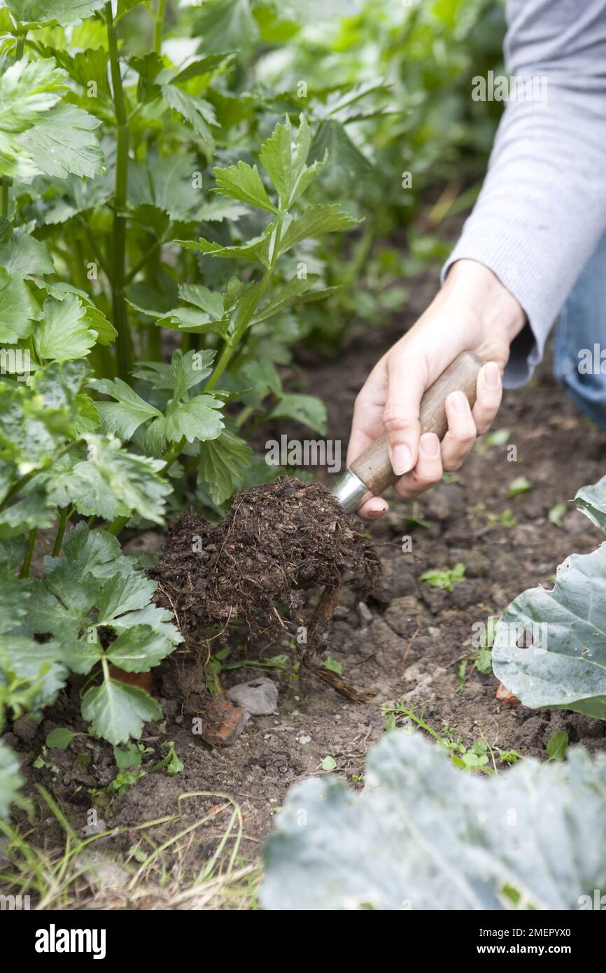 Person adding compost to garden soil hires stock photography and