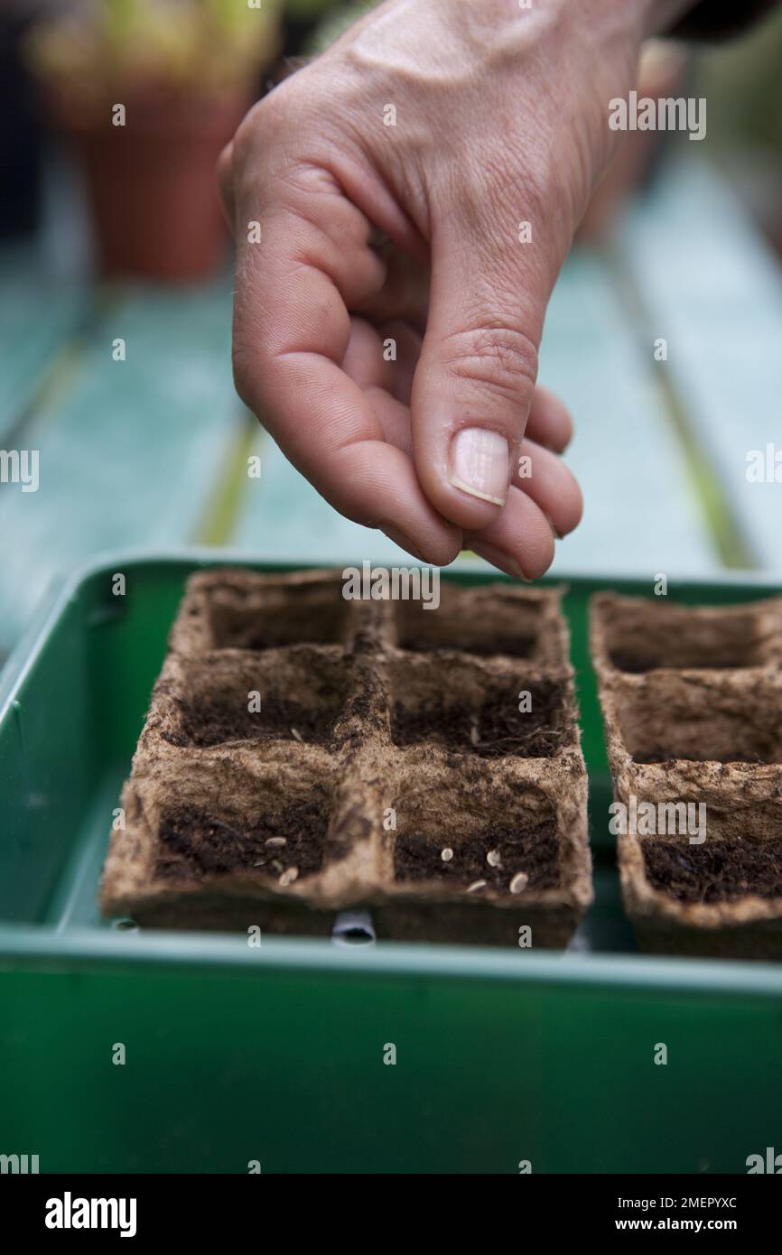 Dill, herb, Anethum graveolens, sowing seeds in biodegradable modular seed tray Stock Photo