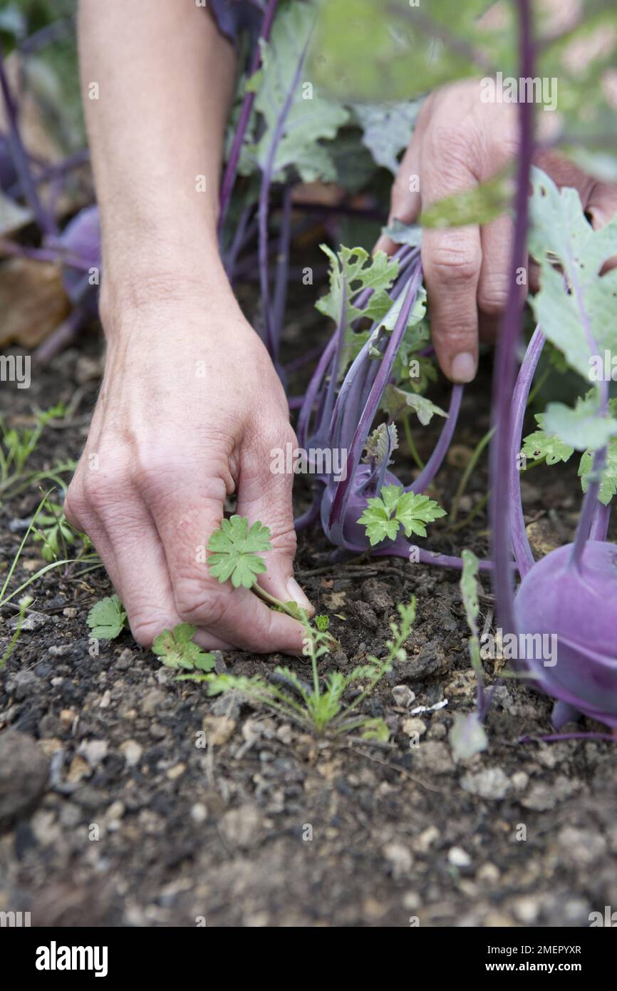 Kohl rabi, Kolibri, Brassica oleracea, hand weeding between plants Stock Photo