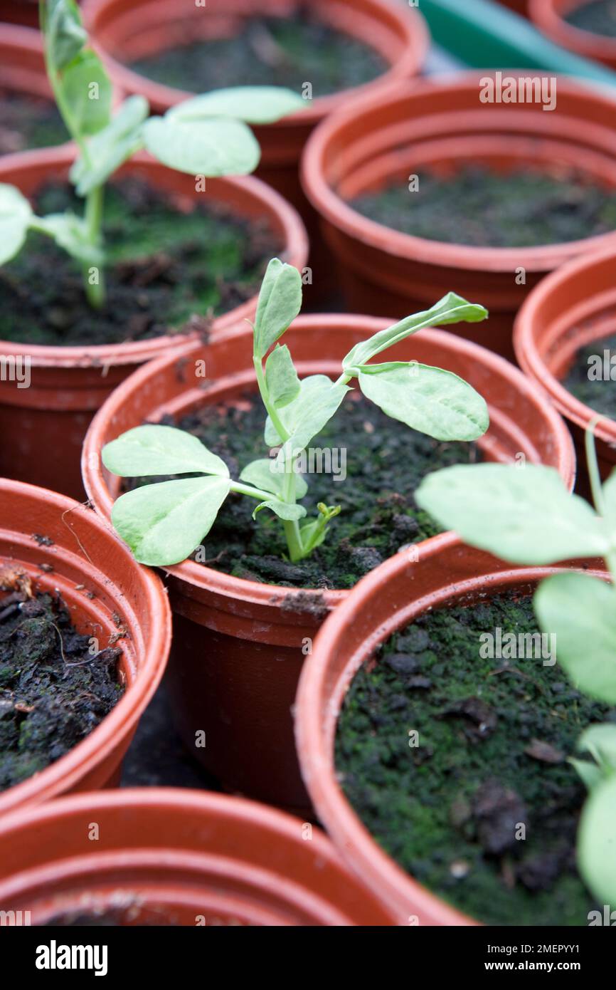 Pea, Oregon Sugar Pod, mange tout, Pisum sativum var. saccharatum, seedlings growing in pots of compost Stock Photo