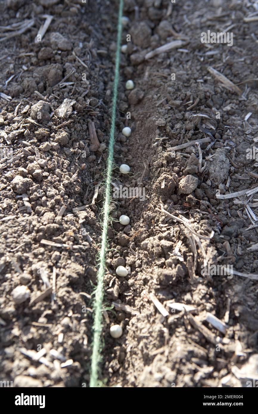 Pea, Oregon Sugar Pod, mange tout, Pisum sativum var. saccharatum, sowing seeds along a seed drill in a vegetable bed Stock Photo