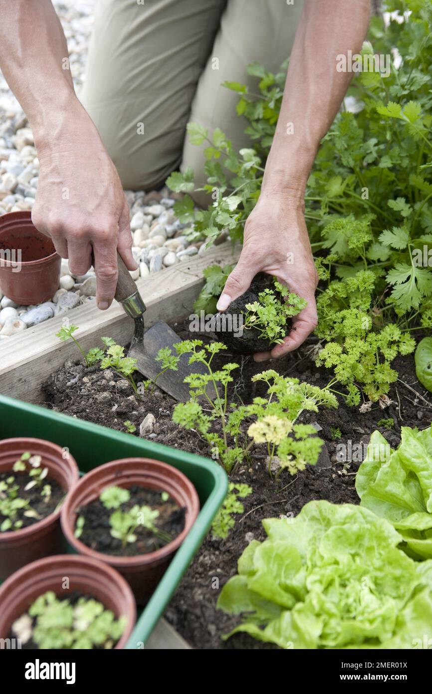 Parsley, Lisette, Petroselinum crispum, culinary herb, biennial plant, young plants being planted outside Stock Photo