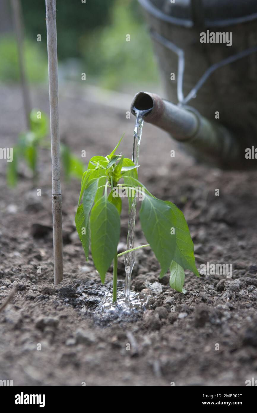 Chilli pepper, Heatwave, capsicum, fruiting crop, watering in young