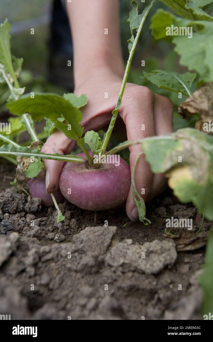 Turnip, Atlantic, Brassica rapa. harvesting crop from vegetable patch Stock Photo