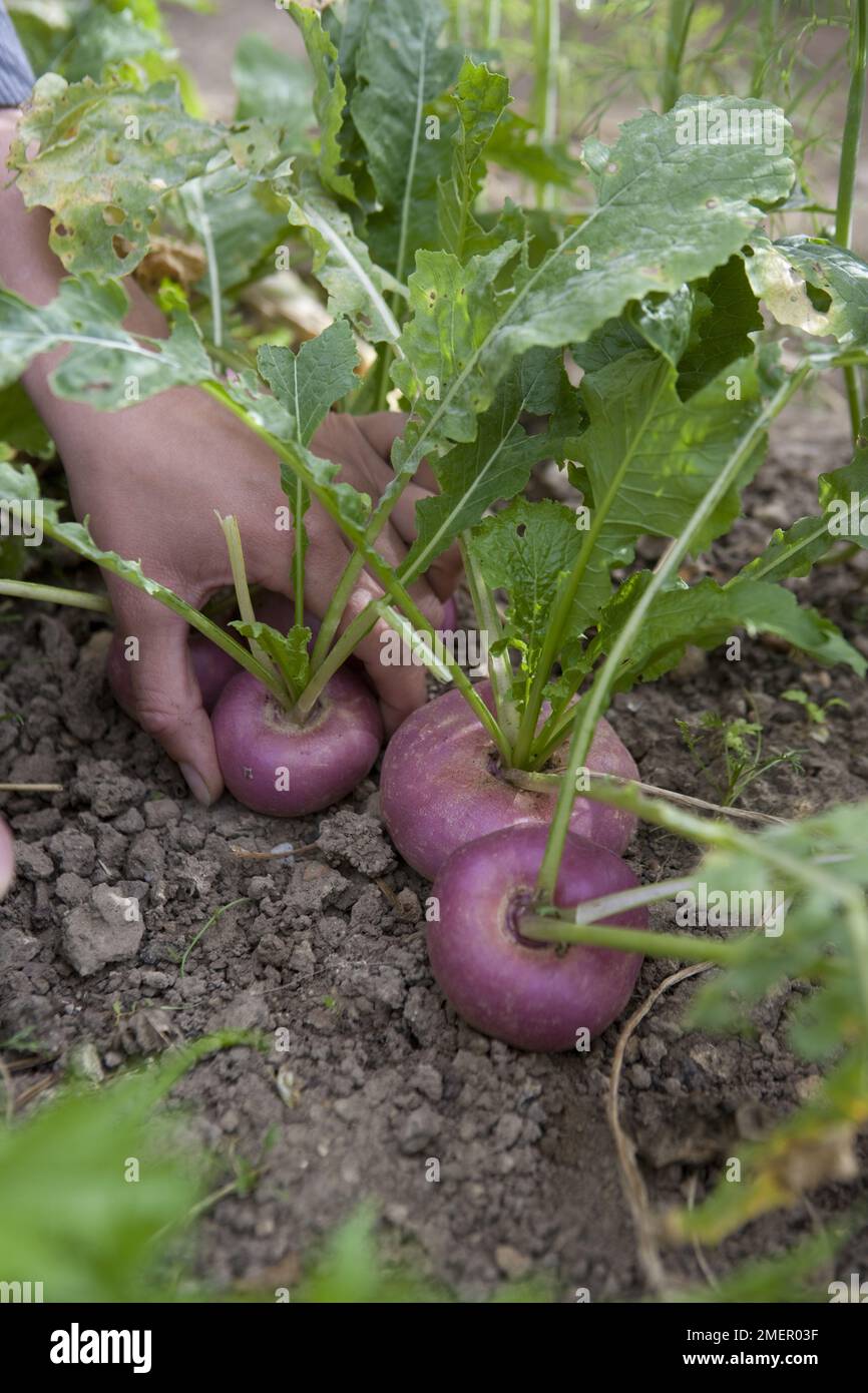 Turnip, Brassica rapa, Atlantic, root crop, harvesting from vegetable patch Stock Photo