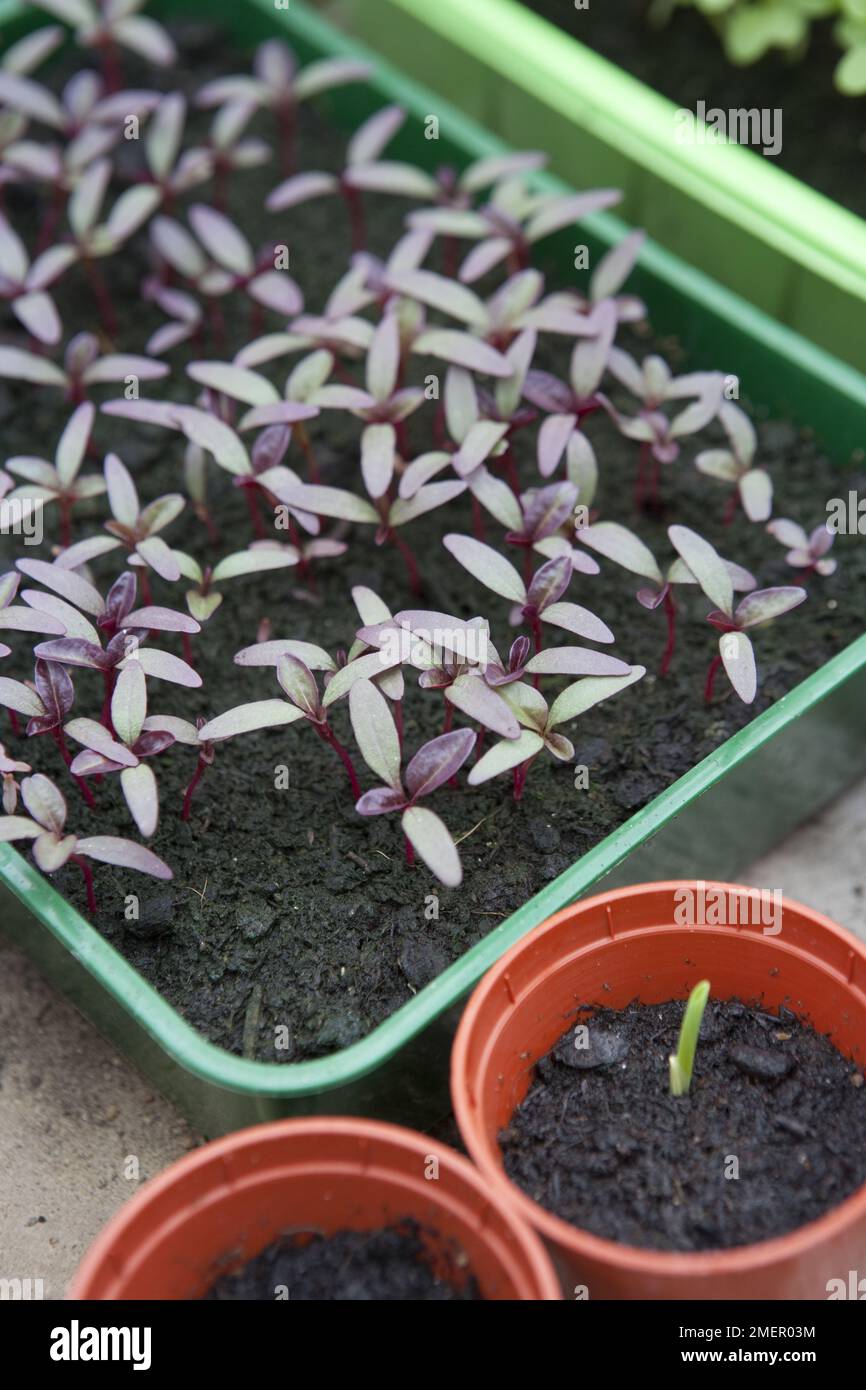 Microgreens, Amaranthus (Amaranth), seedlings growing in tray of compost Stock Photo