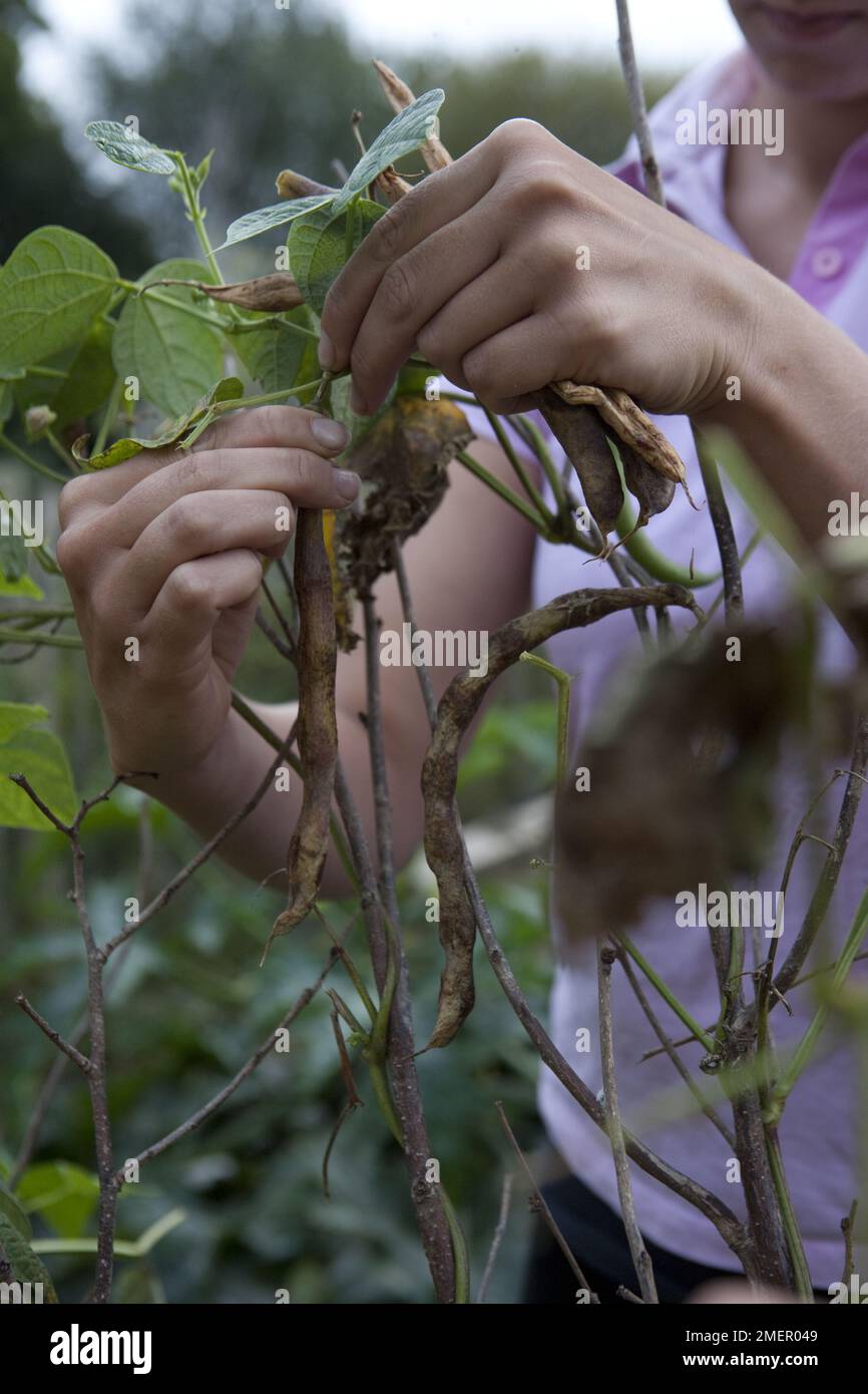 Climbing French Bean, Cobra, harvesting climbing plants Stock Photo Alamy