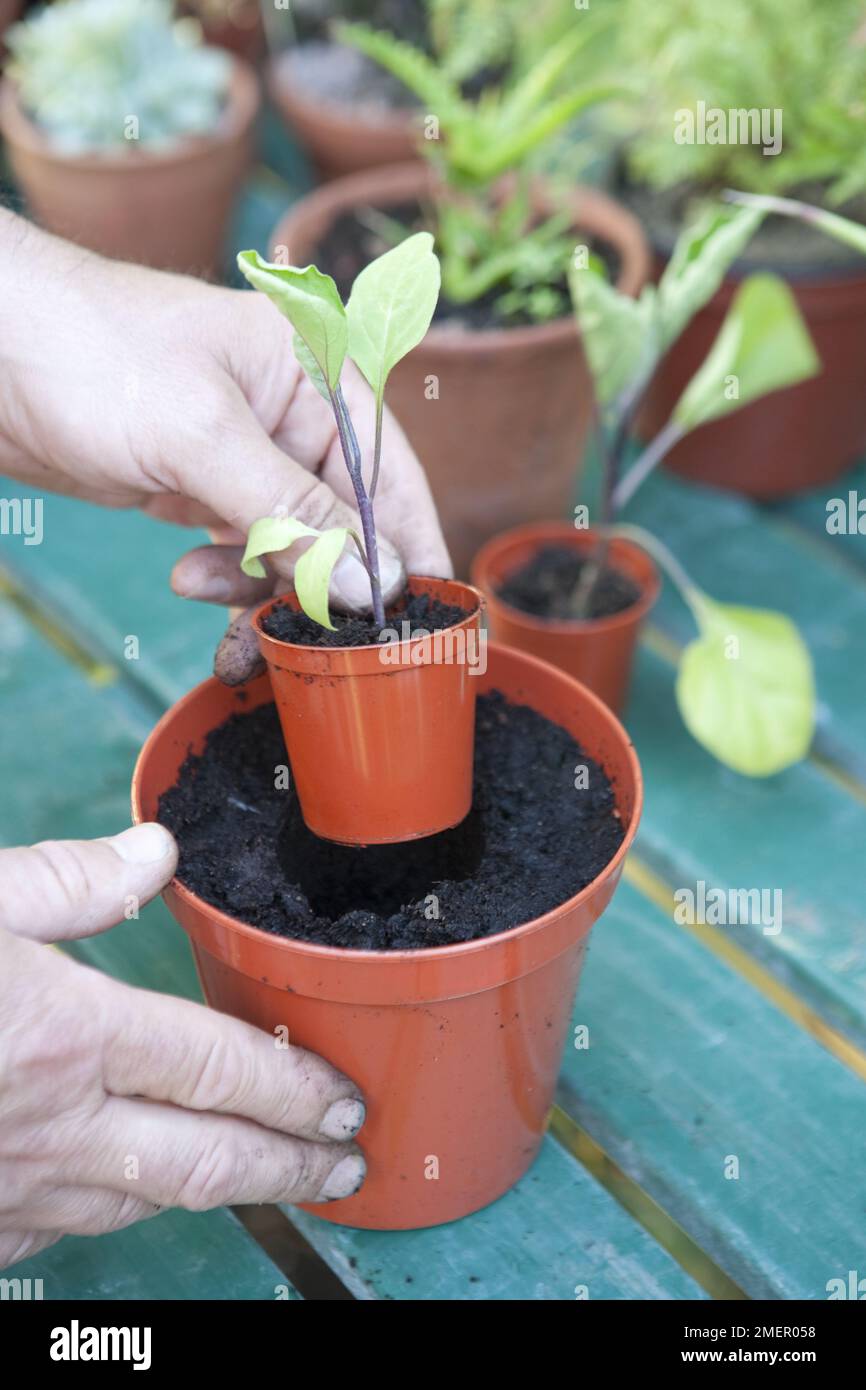 Aubergine seedling, young plant, potting on, propagation, under cover