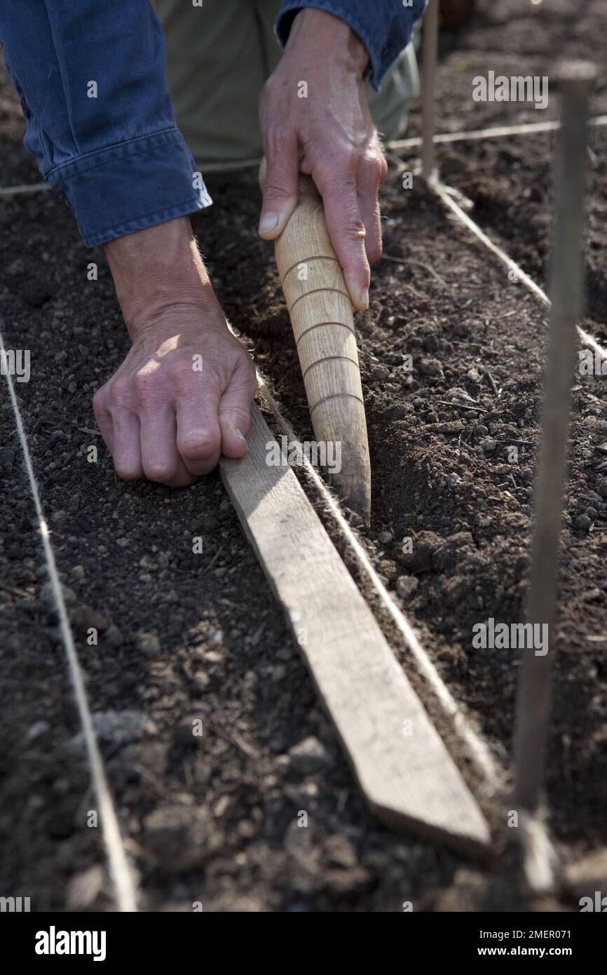 Carrot, Nantes Early, root crop, sowing seedscreating seed drills using