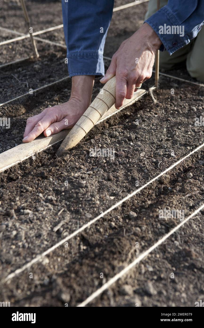 Carrot, Nantes Early, root crop, sowing seeds, creating seed drill