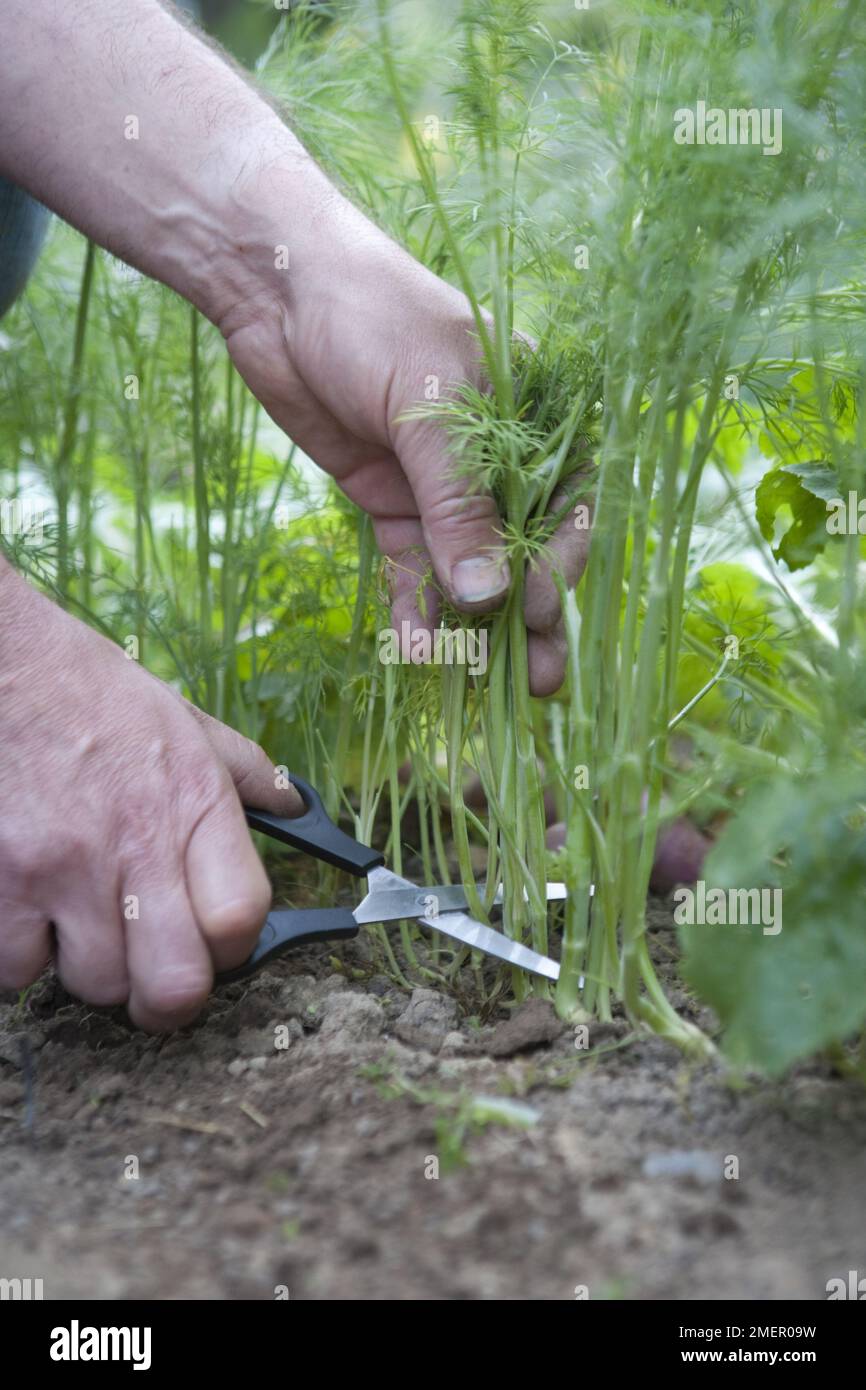 Dill Herb Annual Herb Mature Plants Harvesting Whole Plants Using 