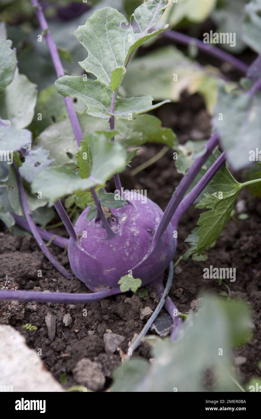 Kohl rabi, Kolibri, brassica, vegetable plants, mature vegetable Stock Photo