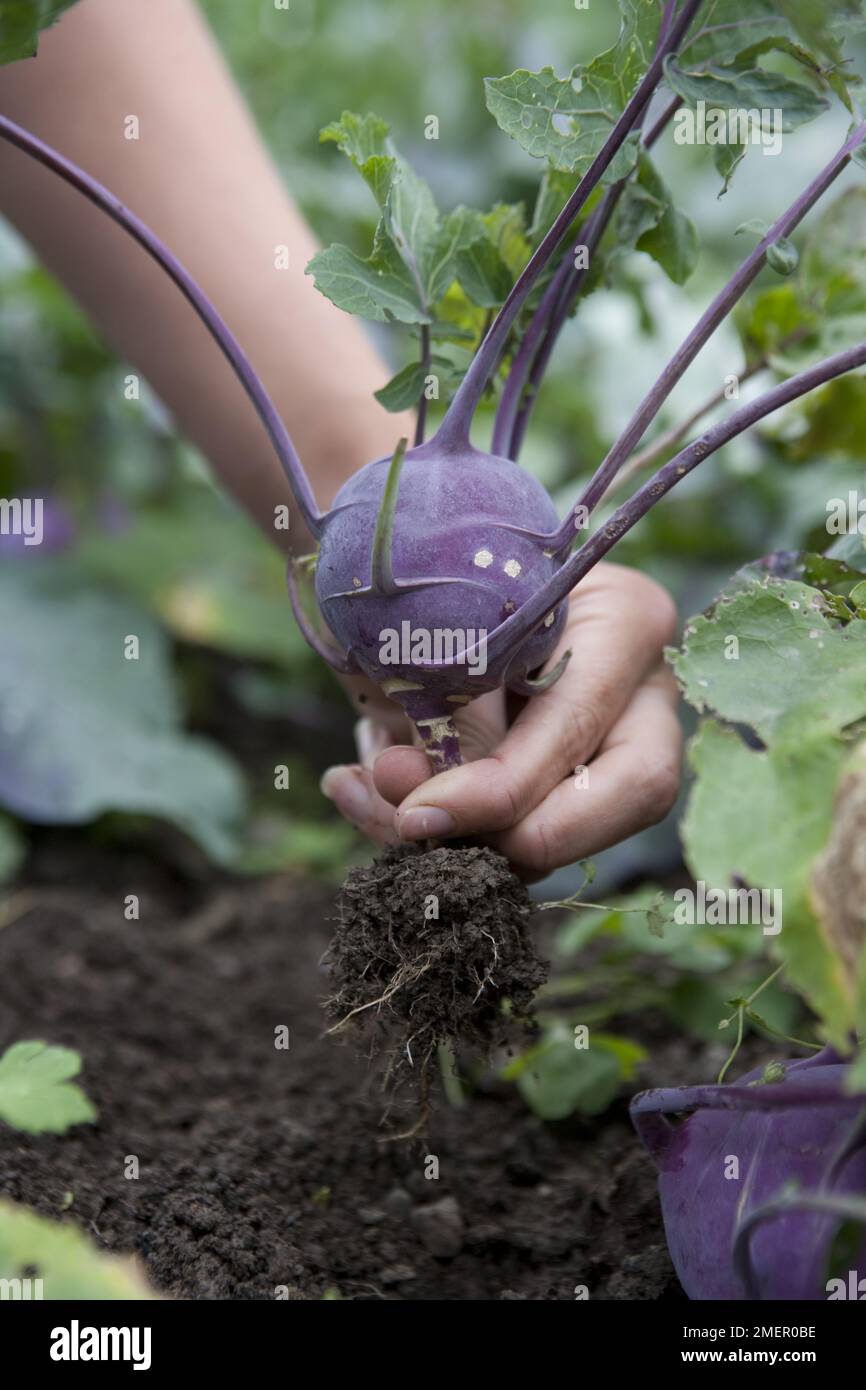 Kohl rabi, Kolibri, stem crop, brassica, harvesting mature vegetable Stock Photo