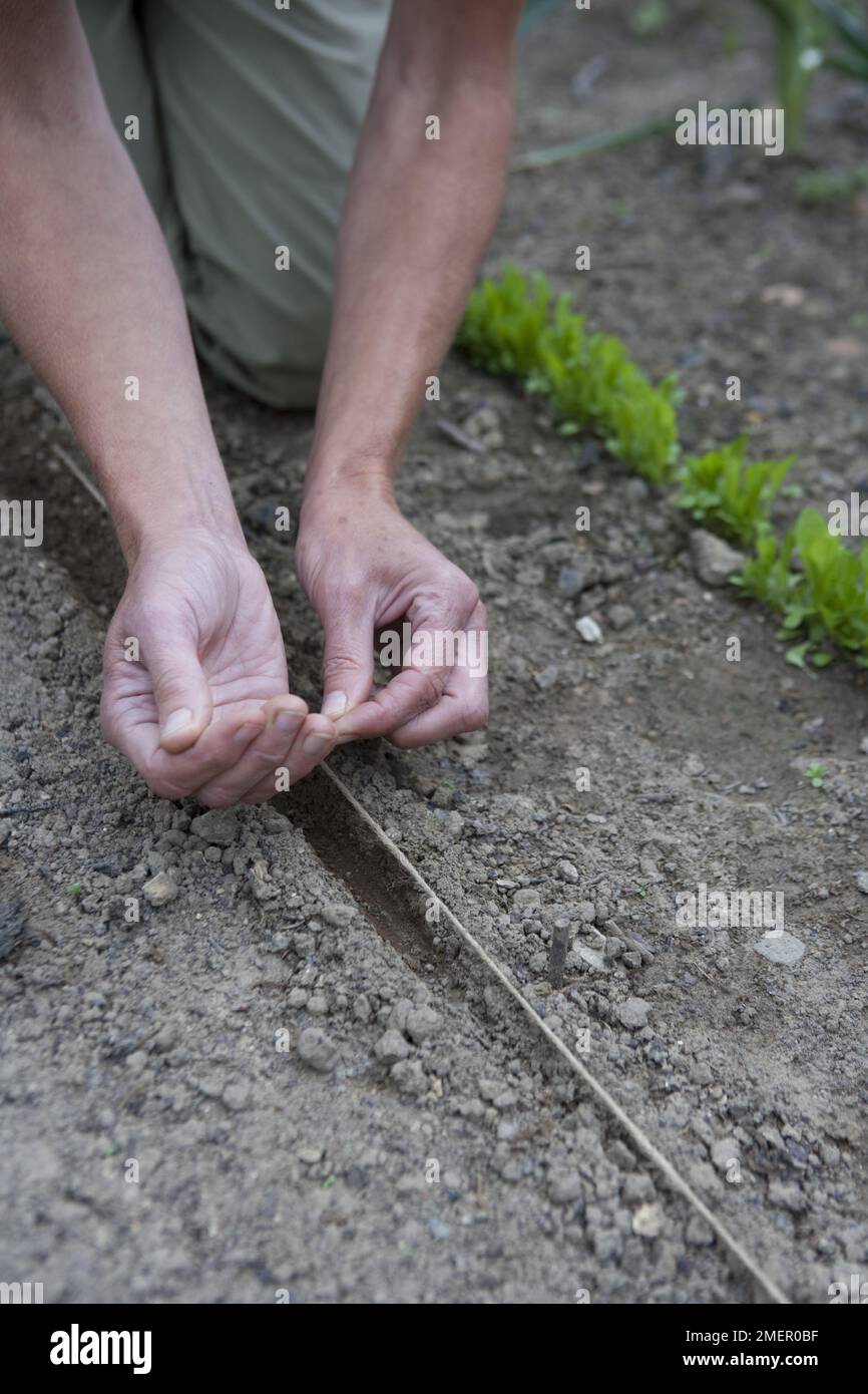 Swiss chard, Bright Lights, leaf beet, sowing seeds direct into the