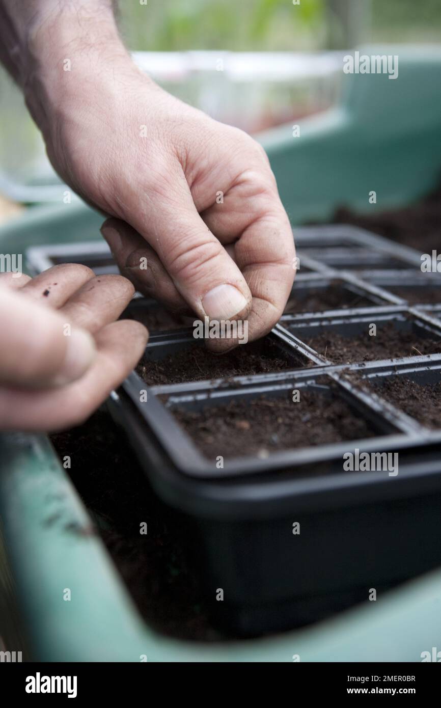 Onion, Ailsa Craig, vegetable, allium crop, sowing seeds into a module