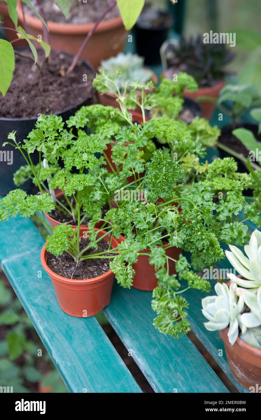 Parsley, culinary herb, biennial plant, young plants, growing on under cover, small pots growing on bench Stock Photo