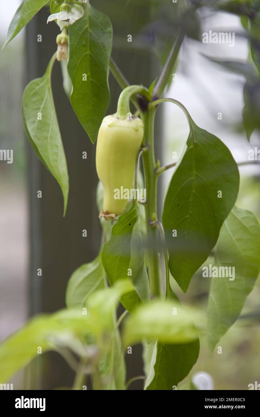 Sweet pepper, Summer Salad, capsicum, fruiting crop, vegetable, mature