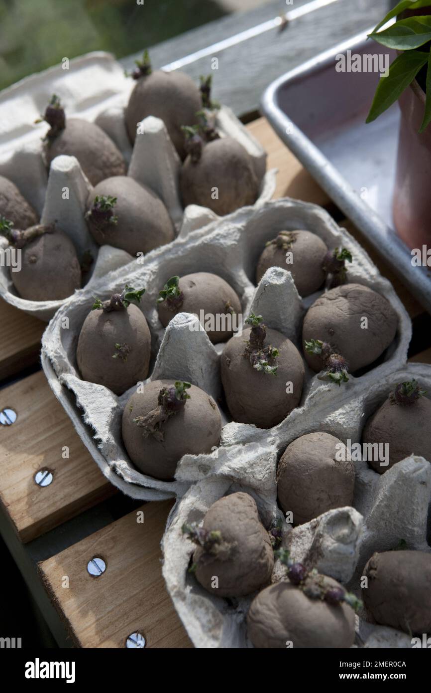 Potato, Melody, root crop, disease resistant seed potatoes chitting in