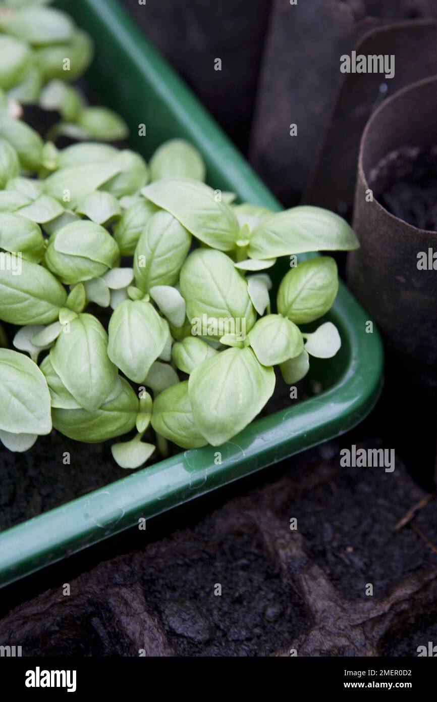 Basil, Sweet Genovese, seedlings germinating in seed tray Stock Photo Alamy