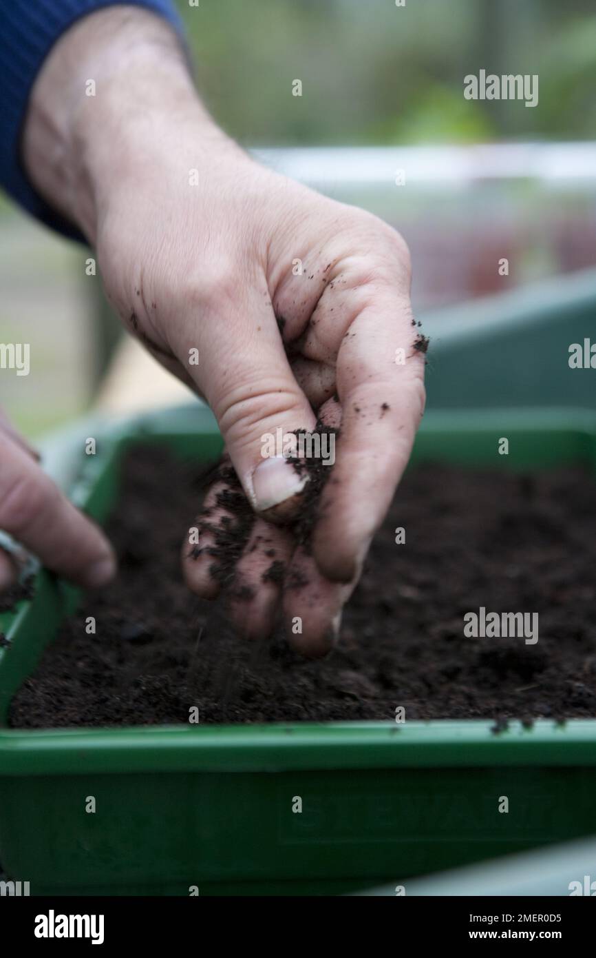 Basil, Sweet Genovese, herb, seed sowing in seed trays by hand Stock Photo