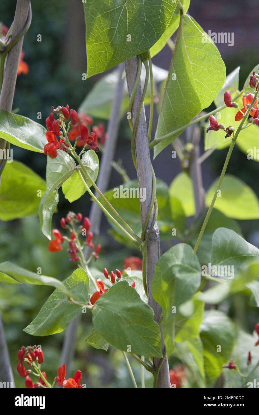 Runner Bean Scarlet Emperor Flowering And Winding Up Plant Supports