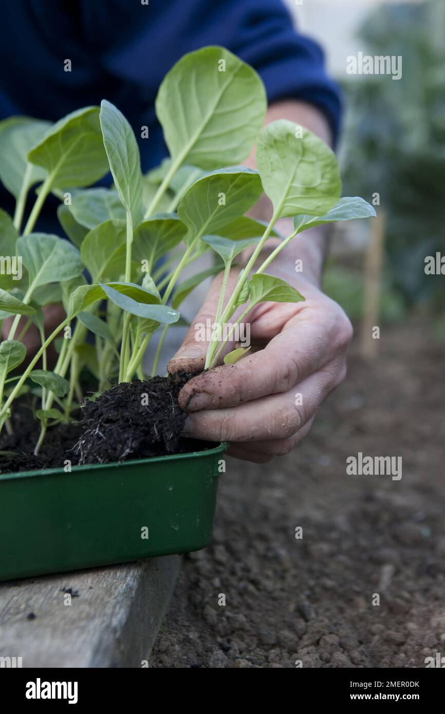Brussels sprouts, Maximus, brassica, planting out seedlings from tray to vegetable bed Stock Photo