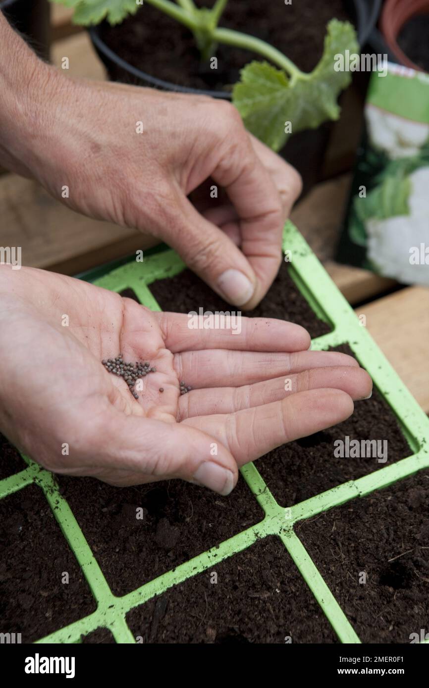 Brassica seed, sowing seeds into module trays Stock Photo