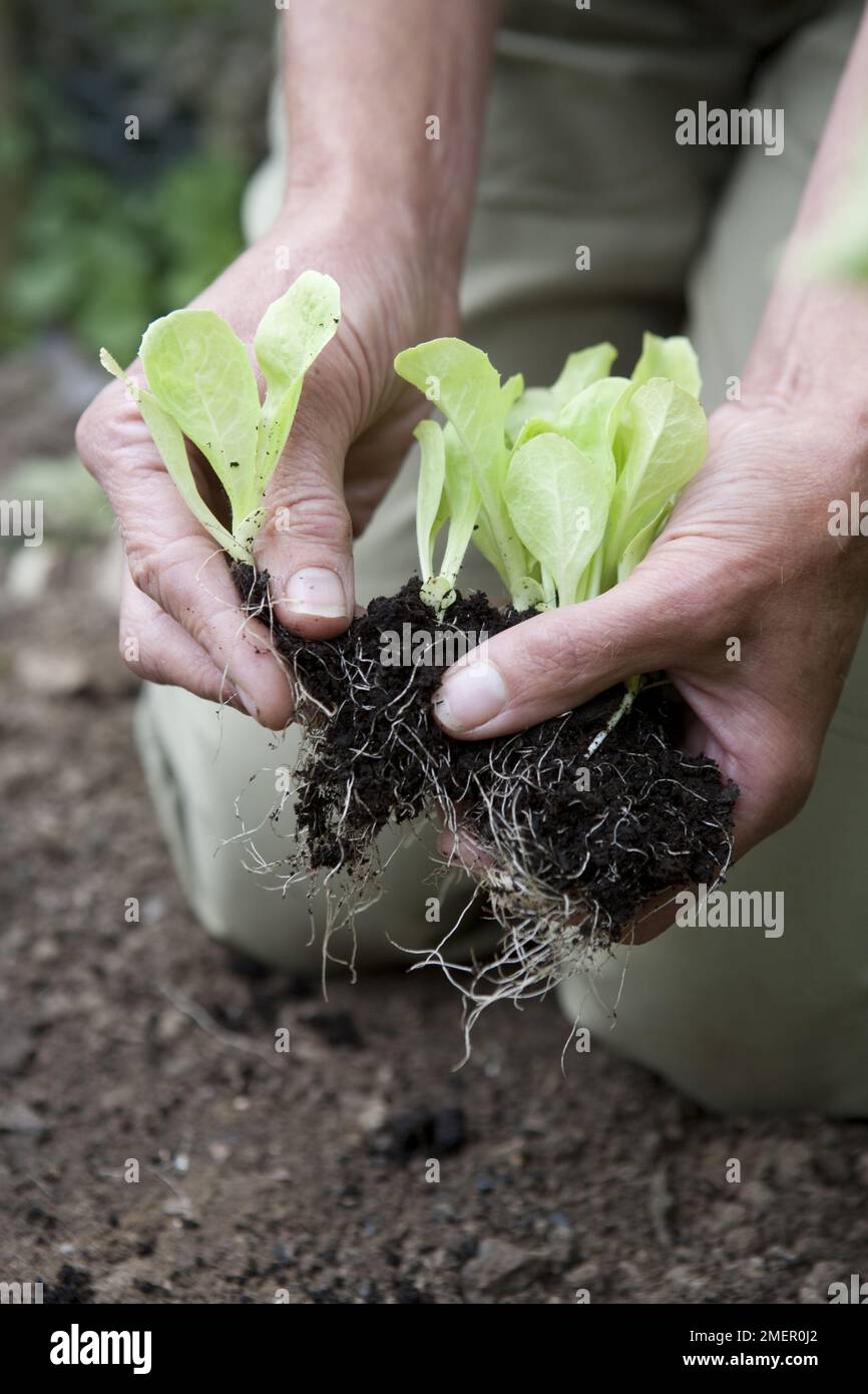 Endive, Indivia D'Estale A Cuore Giallo, separating seedlings to plant in vegetable bed Stock Photo