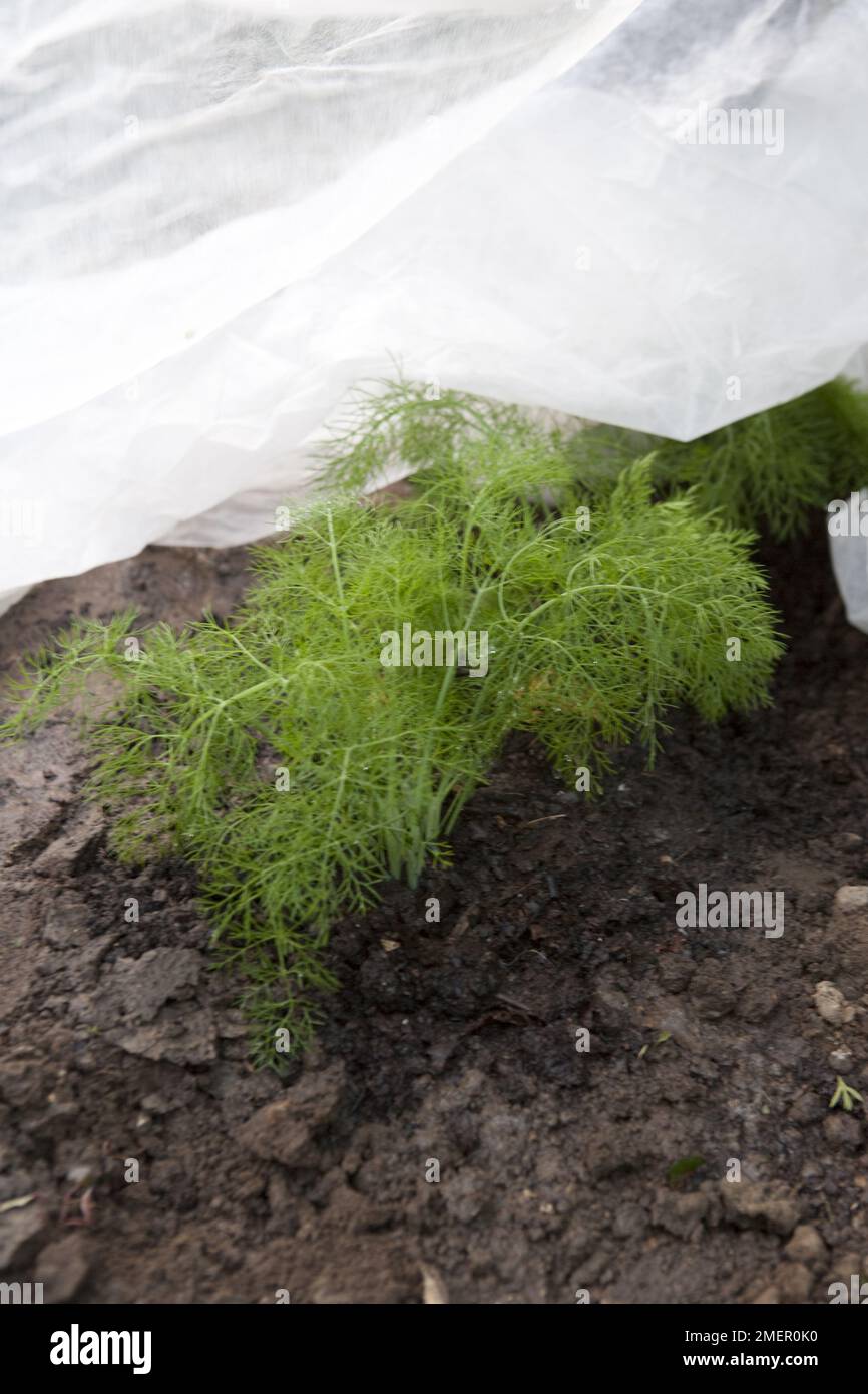 Florence fennel, Victoria, young plants, protected by garden fleece frost protection Stock Photo