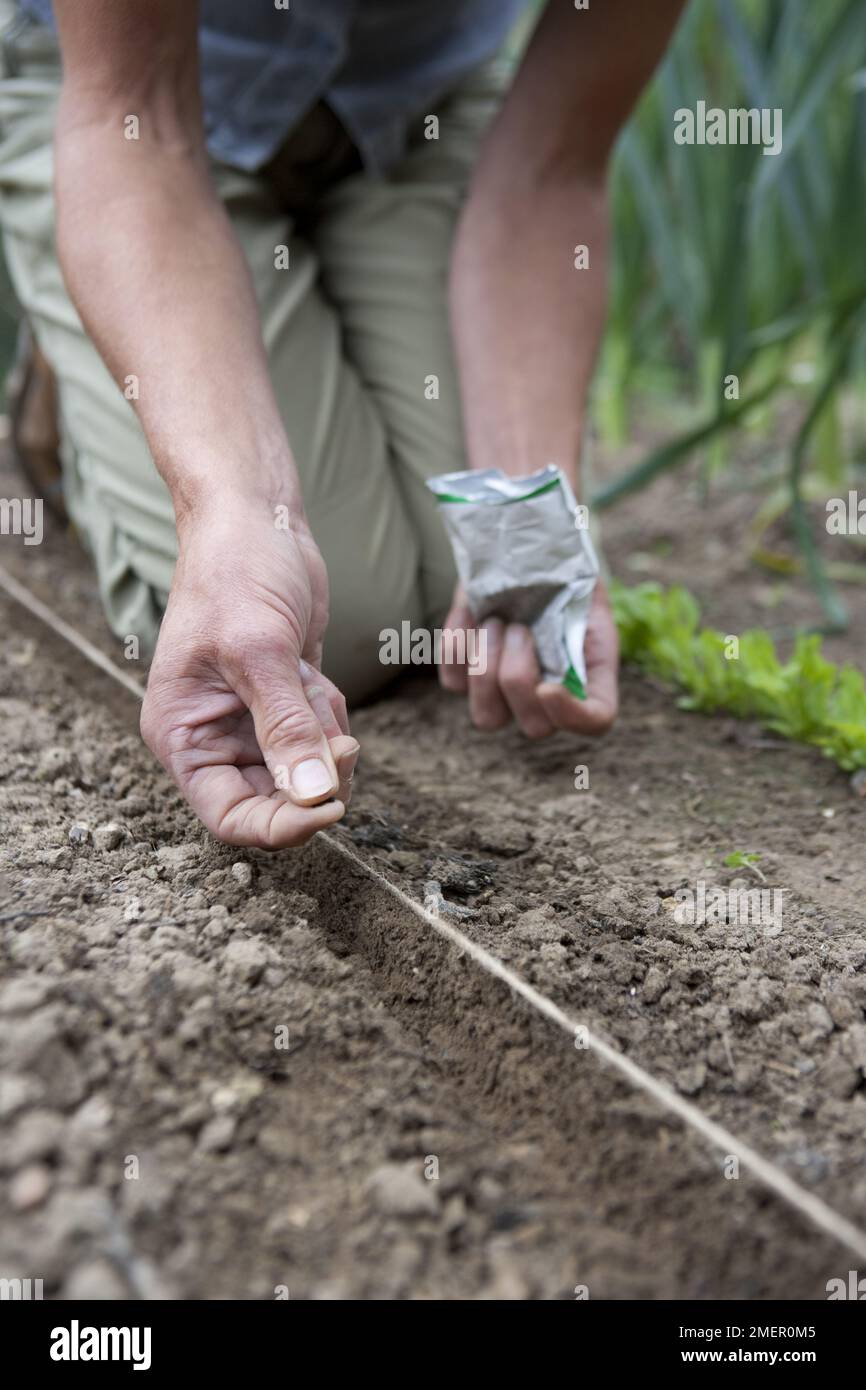 Shallot, Banana, seed sowing, sowing seeds direct into the ground Stock Photo