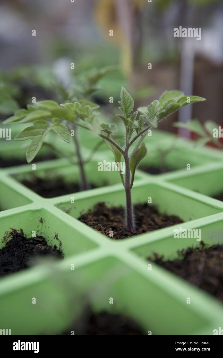 Tomato, Gardeners Delight, seedlings growing in module trays Stock