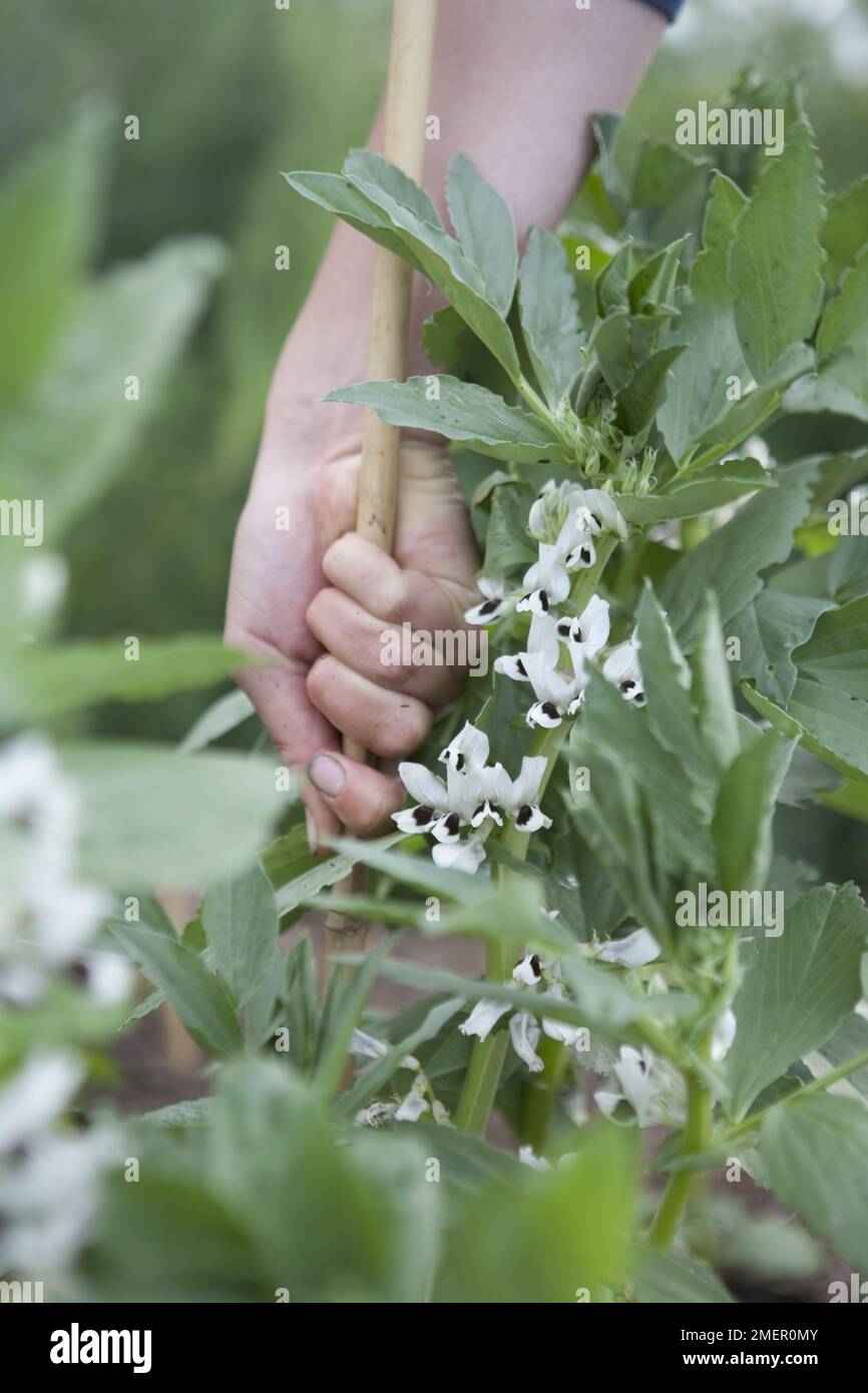 Broad bean, Jubilee Hysor, Broad bean, mature plants with white flowers