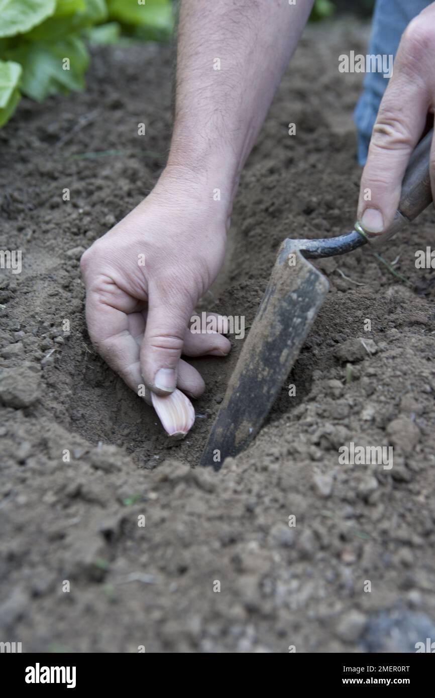 Garlic bulb, garlic cloves, divided, planting direct into the ground