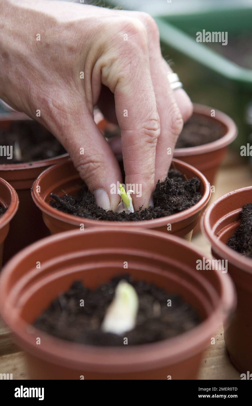 Garlic bulb, garlic cloves, planting bulbs in pots of compost, allium