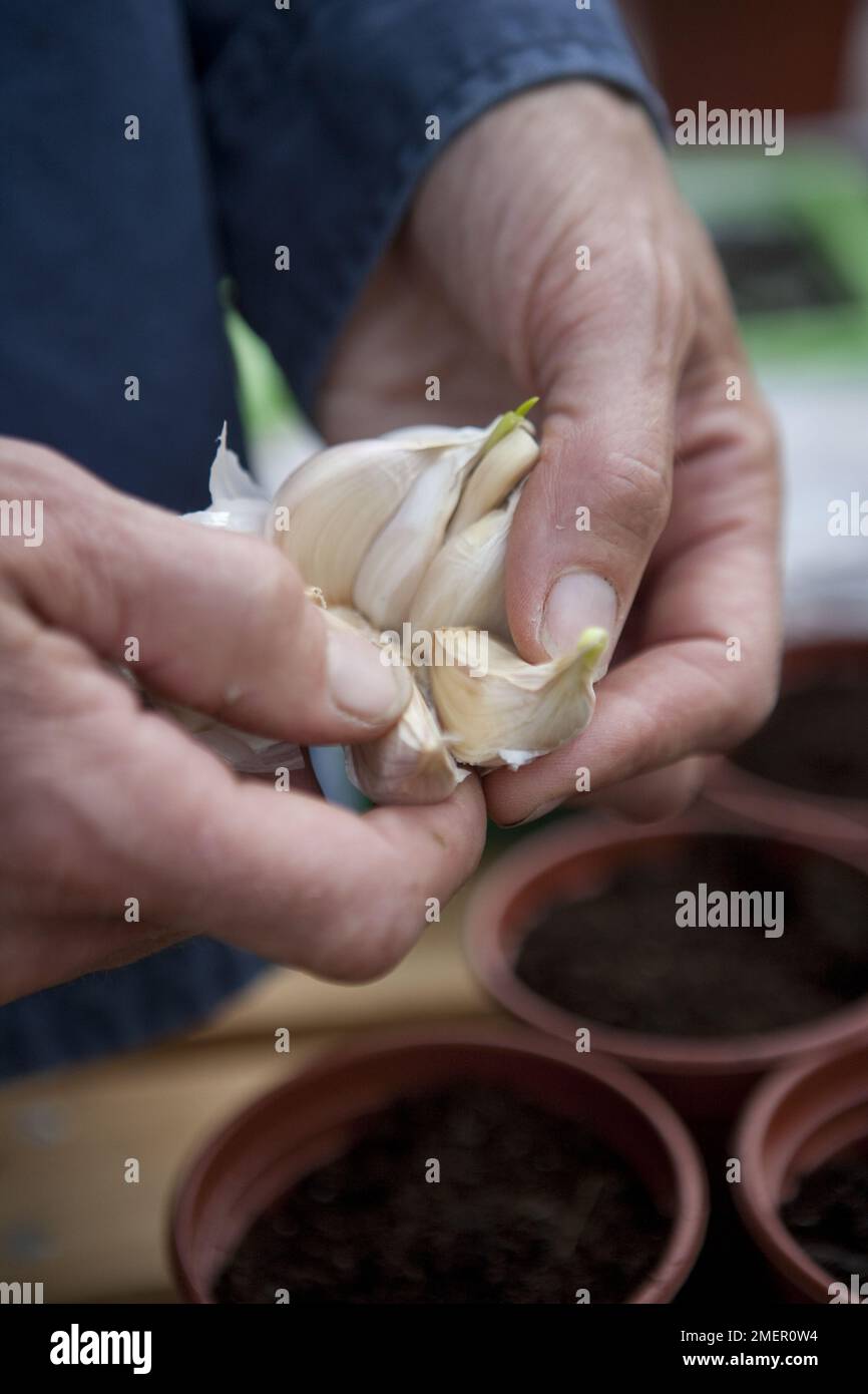 Garlic bulb, garlic cloves, dividing bulbs before planting Stock Photo