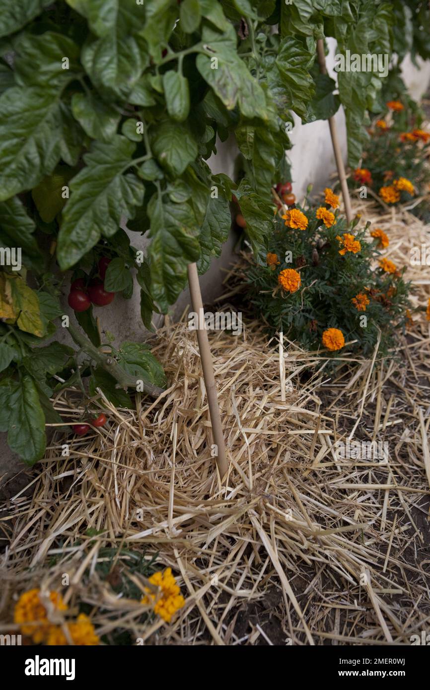 Tomato, Gardeners Delight, Solanaceae, growing outside with straw