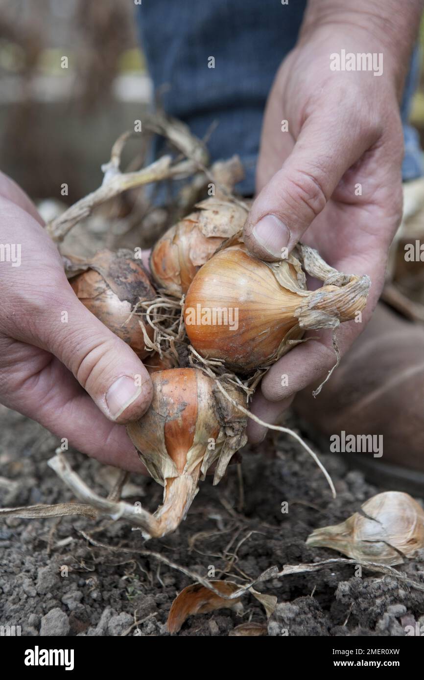 Banana Shallot, harvesting bulb crop Stock Photo Alamy