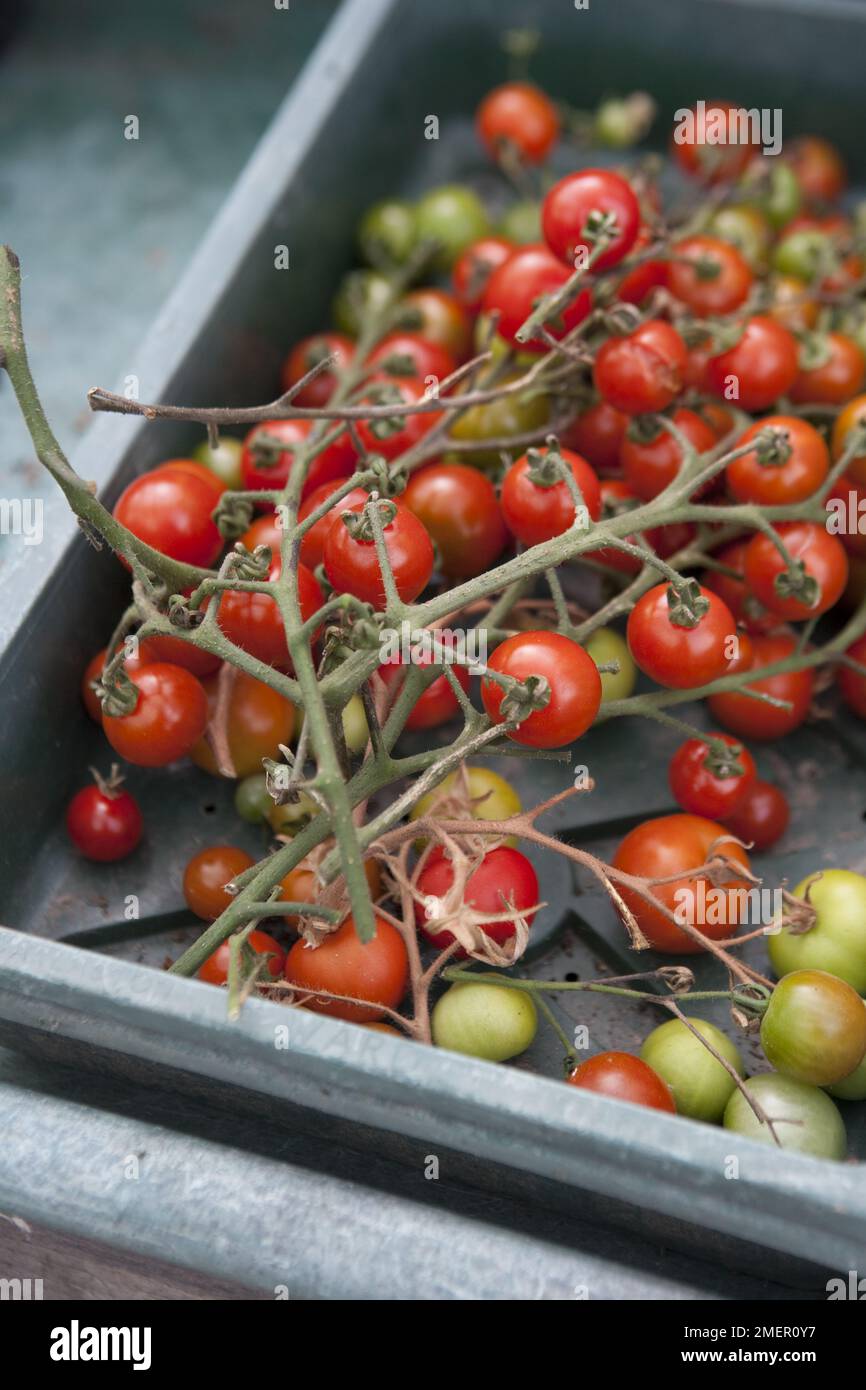 Harvesting Tomato, Gardeners Delight, fruiting crop, from fruit truss Stock Photo
